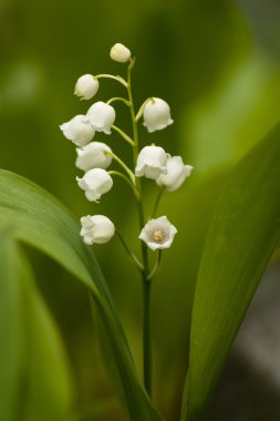 Beyaz Lily vadi yeşil yaprakları