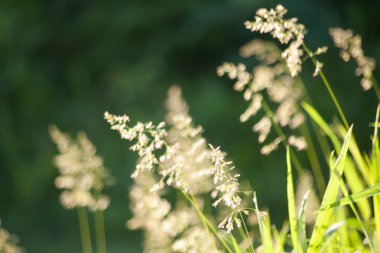 Gündoğumu, çim spikelets. Çiçek arka plan