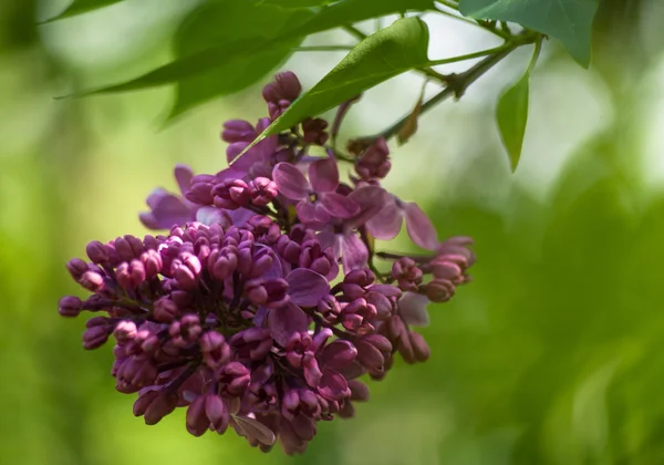 Branch of purple lilac. Floral natural background — Stock Photo, Image