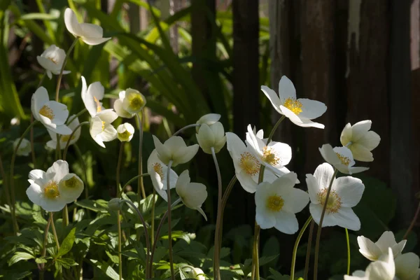 Meadow of white anemones in forest. — Stock Photo, Image