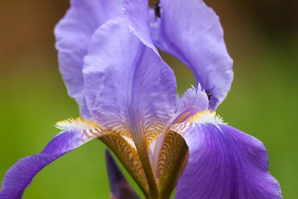 Fundo natural floral com flor de íris roxa — Fotografia de Stock