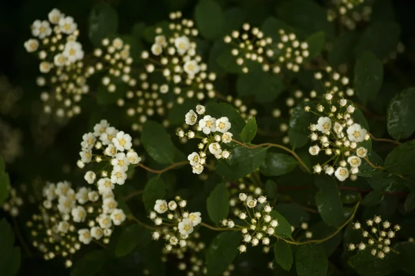 自然背景与分支机构的白色绣线菊 — 图库照片