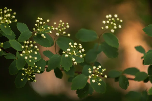 Natural background with branches of white spirea — Stock Photo, Image