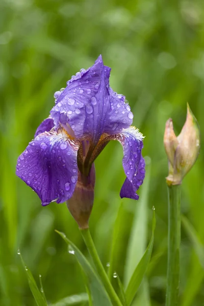 紫色のアイリスの花と花の自然な背景 — ストック写真