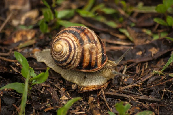 Slak in tuin op groen gras. Het doorzoeken door middel van groen gras — Stockfoto