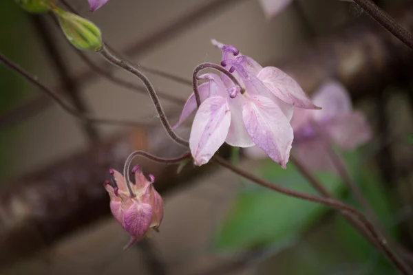 Light pink aquilegia flowers. Floral background