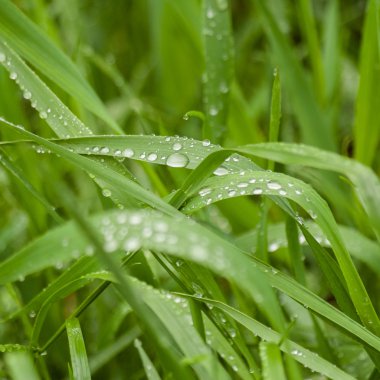 Su yeşil çimenlerin üzerinde sabahın erken saatlerinde düşer.