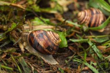 Salyangoz bahçede yeşil çimenlerin üzerinde birkaç.