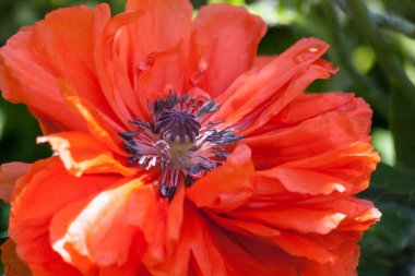 Büyük kırmızı poppy ile doğa arka plan.