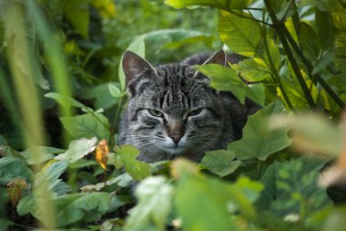 Tekir kedi yeşillik içinde oturup istirahat