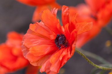 Büyük kırmızı poppy ile doğa arka plan.