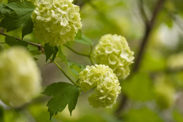 Branch of white viburnum snowball on blurred natural background — Stock Photo, Image