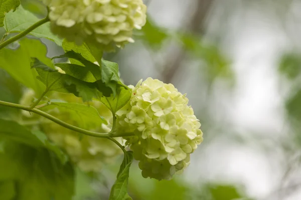 Branch of white viburnum snowball on blurred natural background — Stock Photo, Image
