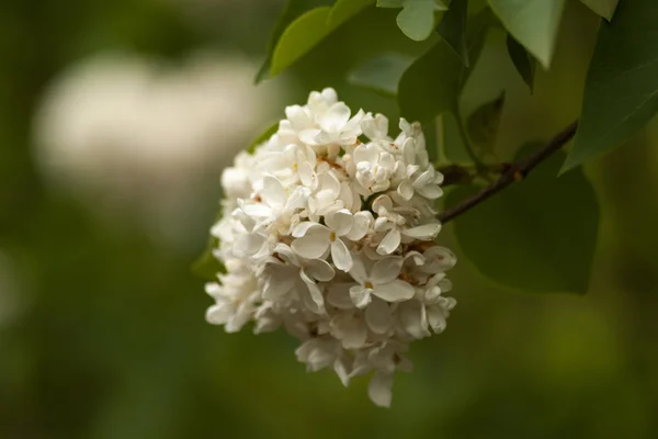 Branch of white lilac. Floral natural background — Stock Photo, Image