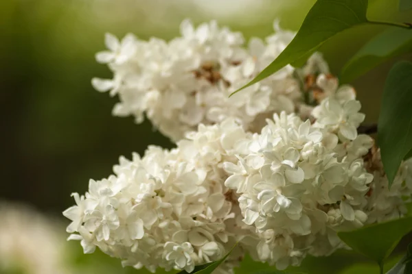 Branch of white lilac. Floral natural background — Stock Photo, Image