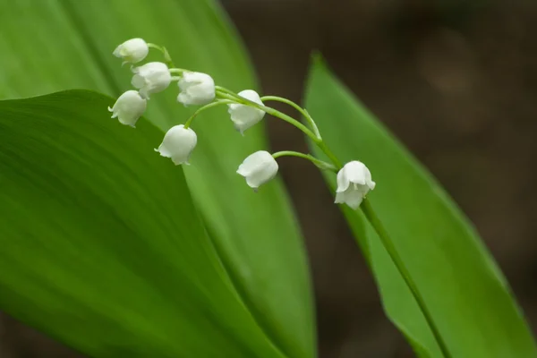 緑色で白いスズランを葉します。 — ストック写真