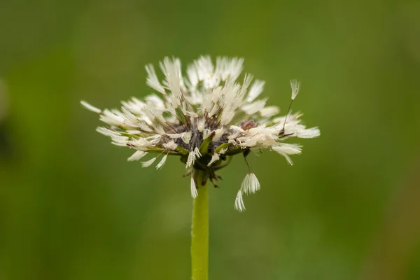 White wet fluffy dandelion after rain on natural floral background. — Stock Photo, Image