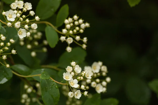 Naturliga bakgrund med grenar av vita spirea — Stockfoto