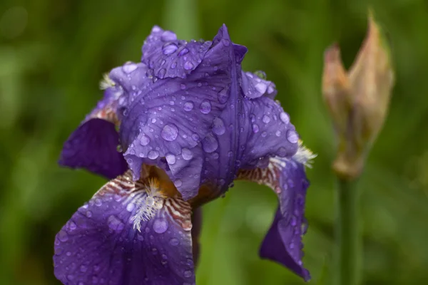 紫色のアイリスの花露のしずきます。 — ストック写真