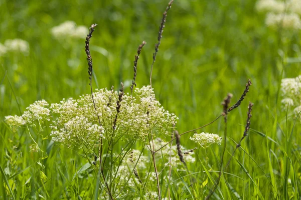 Field with meadow herb. Macro. Floral background — Stock Photo, Image