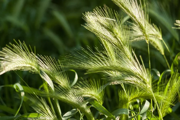 Spikelets a fűben, napkeltekor. Virágos, háttér — Stock Fotó