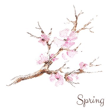 Kiraz çiçekleri suluboya Şubesi