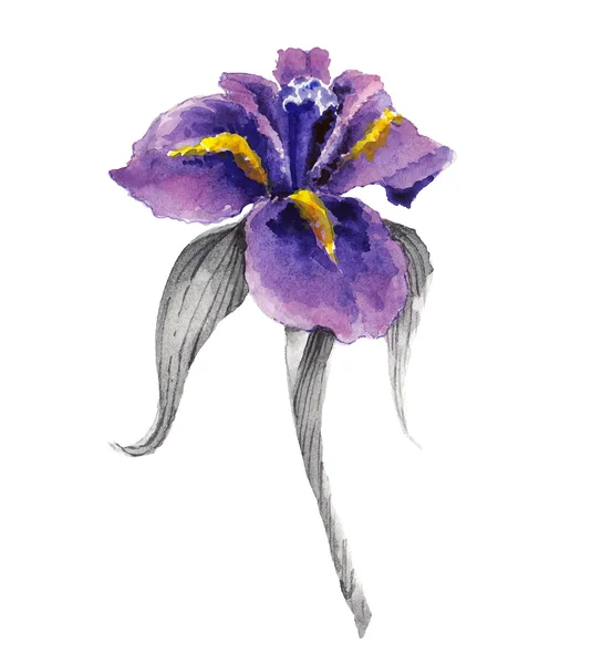 Violet akvarell iris blomma — Stock vektor