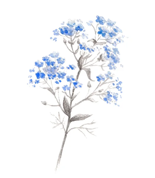 Suluboya mavi unutma-beni-çiçek dalı — Stok Vektör
