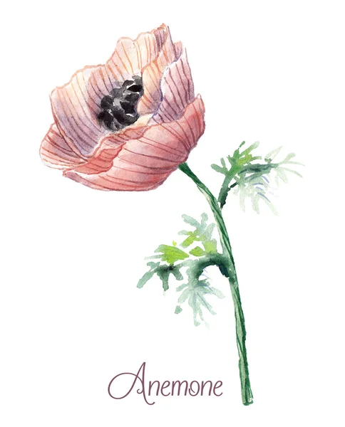 Anêmona delicada aquarela  . —  Vetores de Stock