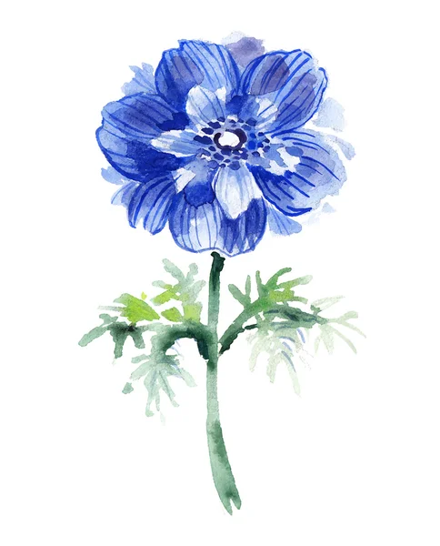 Blue watercolor anemone .  Beautiful flower — Stock Vector