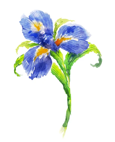 Aquarelle bleue iris fleur — Image vectorielle