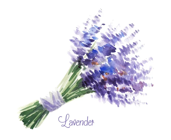 Ramo de acuarela vectorial de lavanda . — Vector de stock