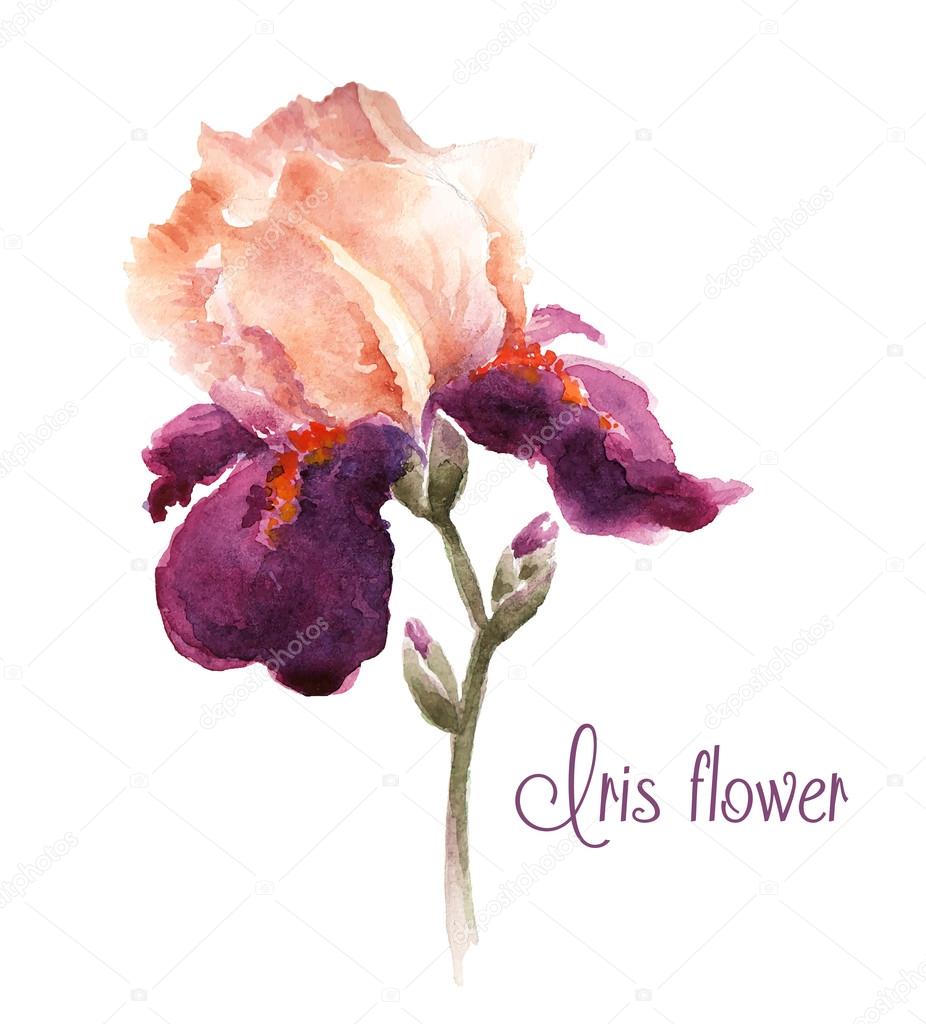 Burgundy watercolor iris flower