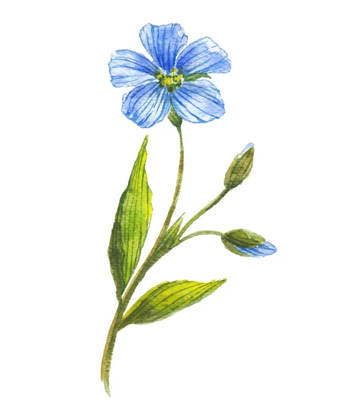 Blaue Blume aus Flachs — Stockvektor