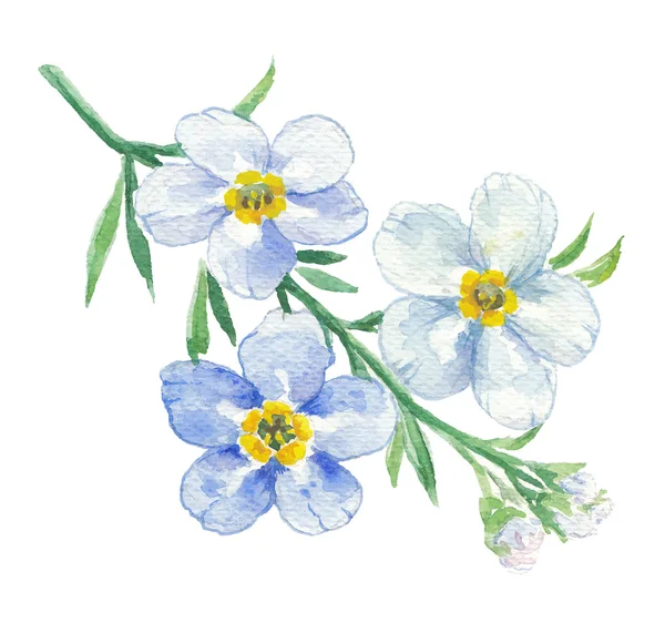 ブルーのわすれな草の枝 — ストックベクタ