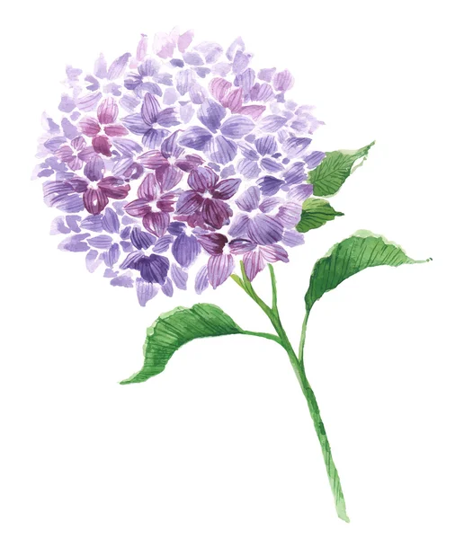 Branch of violet hydrangea — Stock Vector