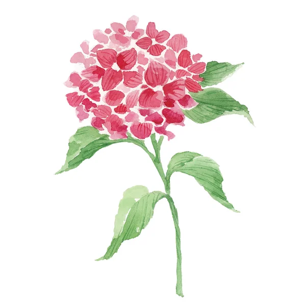 Branche d'hortensia rouge — Image vectorielle