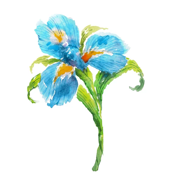 Blue watercolor iris flower — Stock Vector