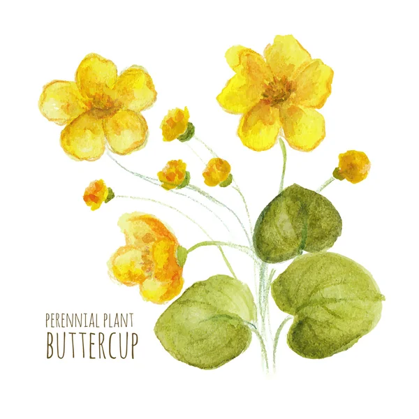 Buttercup çok yıllık çiçek — Stok Vektör