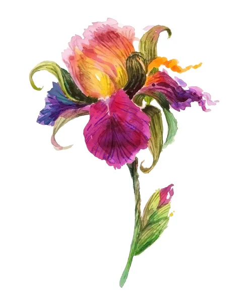 Beautiful watercolor iris flower — Stock Vector
