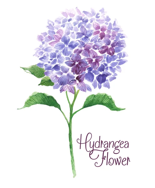 Tak van blauwe hortensia — Stockvector