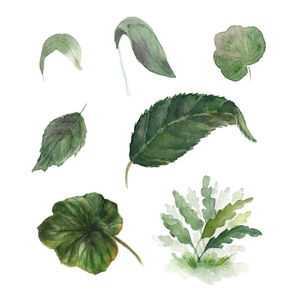 Zestaw 12 zielonych liści akwarela — Wektor stockowy