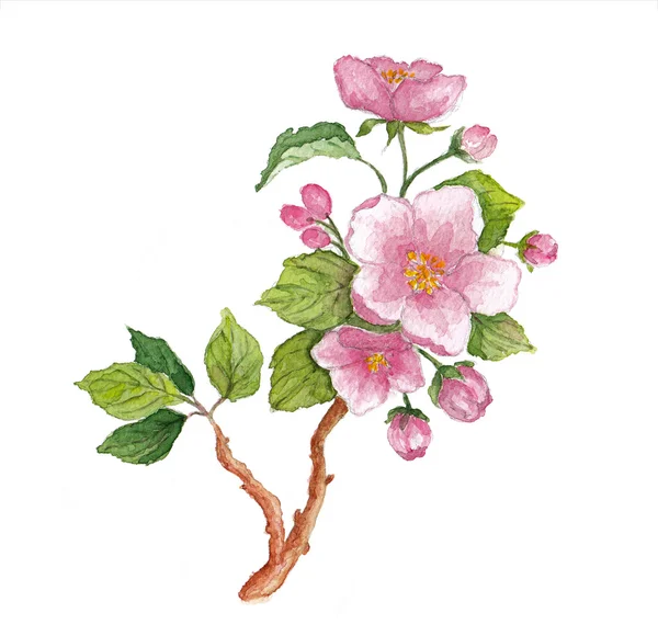 Watercolor branch of cherry blossoms — Stock Photo, Image