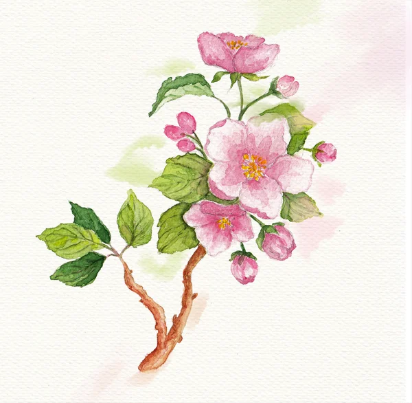 Watercolor branch of cherry blossoms — Stock Photo, Image