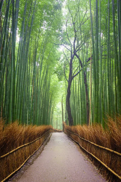 Path to bamboo forest, Arashiyama, Kyoto, Japan — Stock Photo, Image