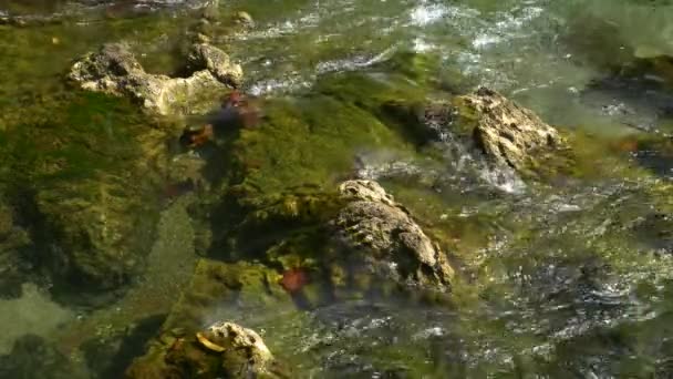 Closeup de água que flui sobre rochas — Vídeo de Stock