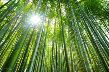 Bambu Ormanı, Arashiyama, Kyoto, Japonya