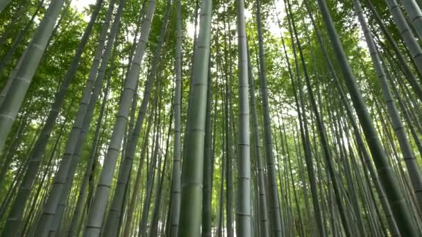 Panning shot of Bamboo forest, Arashiyama, Kyoto, Japão — Vídeo de Stock