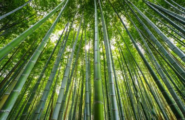 Bambu Ormanı, Arashiyama, Kyoto, Japonya