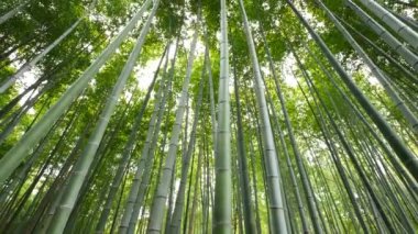 Bambu ormanı, Arashiyama, Kyoto, Japonya'nın görünümü yatırmak